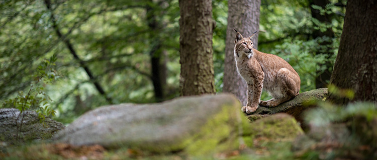 Luchs im Harz