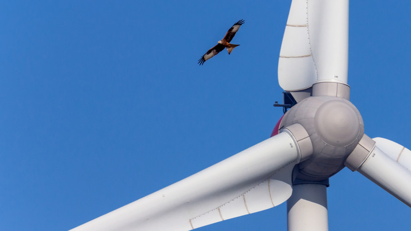 Greifvogel in der Nähe einer Windkraftanlage