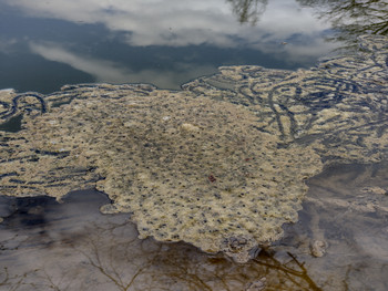 Laichballen des Grasfrosches vorne und Laichschnüre der Erdkröte rechts hinten