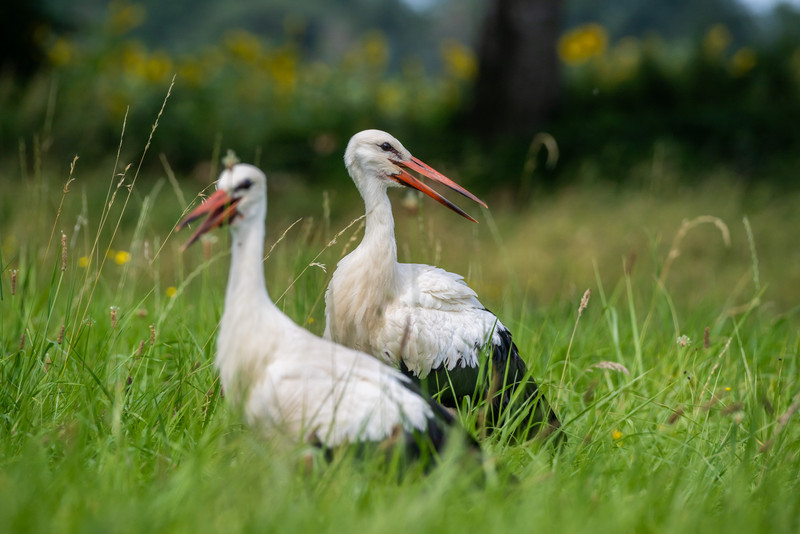 zwei Störche auf einer Wiese bei Loburg