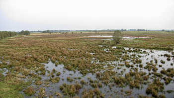 Naturschutzgebiet Elsholzwiesen