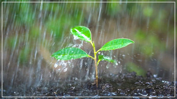Pflanzensprössling im Regen